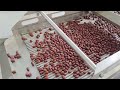 Automatic Dates Palm Sorting Washing and Drying Line/Medjool Jujube Cleaning and Dryer Packing Line