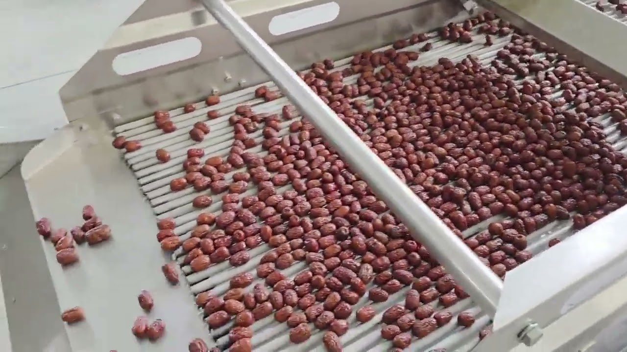 Automatic Dates Palm Sorting Washing and Drying Line/Medjool Jujube Cleaning and Dryer Packing Line