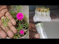 How to grow portulaca plant from single leaf in water _ moss rose flower _ Garden ideas and tips