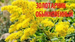 Золотарник обыкновенный ! лечебные свойства , применение и противопоказания.