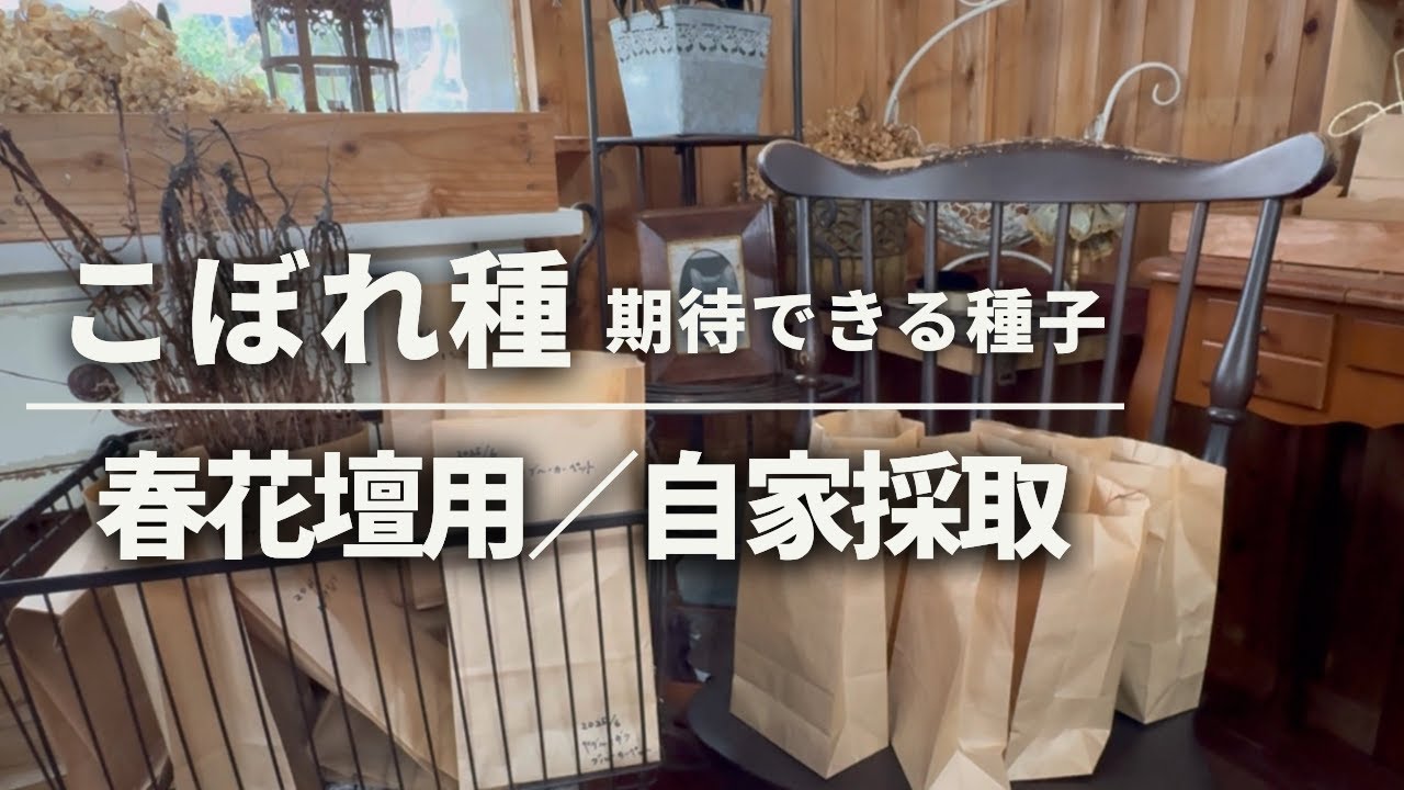 か*ん様 ㉝大きめ さくらホイップ❣️エレイン交配❣️中リン交配❣️発根済6苗メ Flower bed made from scattered seeds: Home-collected seeds