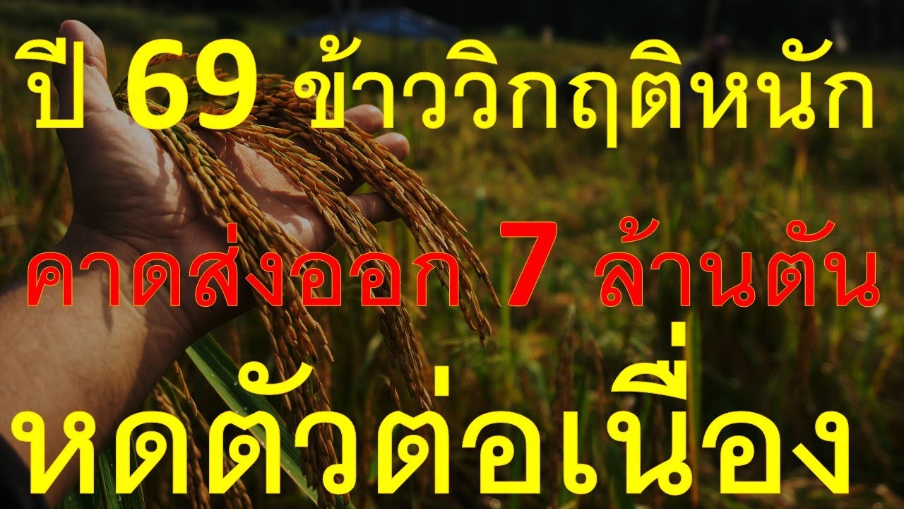 ปี 69 ข้าววิกฤติหนักคาดส่งออกได้ 7 ล้านตัน หดตัวต่อเนื่อง