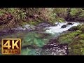 3 HRS Nature Walk in the Rain Forest in 4K with Relaxing Piano Music - Quinault Loop Trail