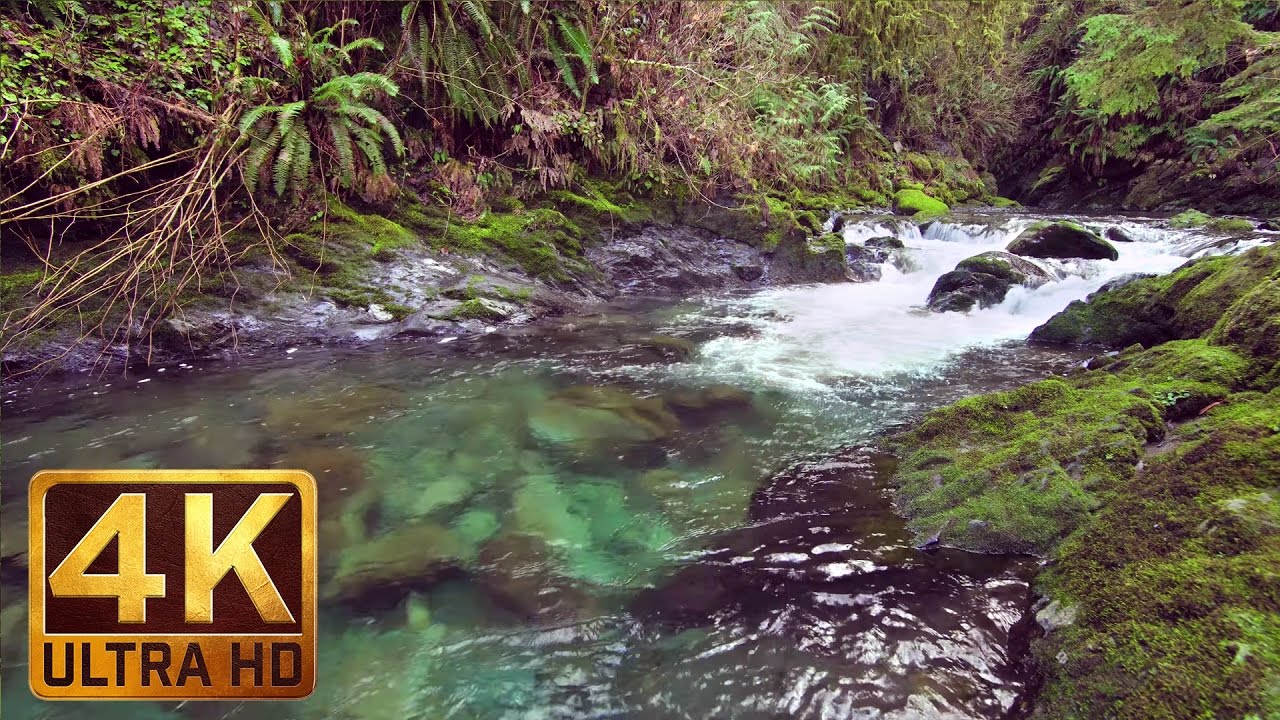 3 HRS Nature Walk in the Rain Forest in 4K with Relaxing Piano