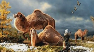 Ancient giant camel lived in the Arctic