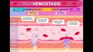 Hemostasis : The Art of Stopping Bleeding