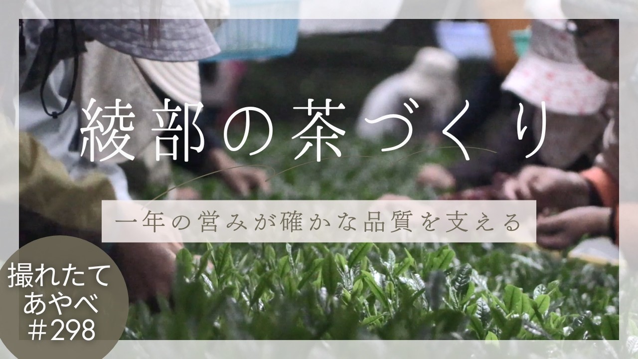 撮れたてあやべ第298回「綾部の茶づくり」