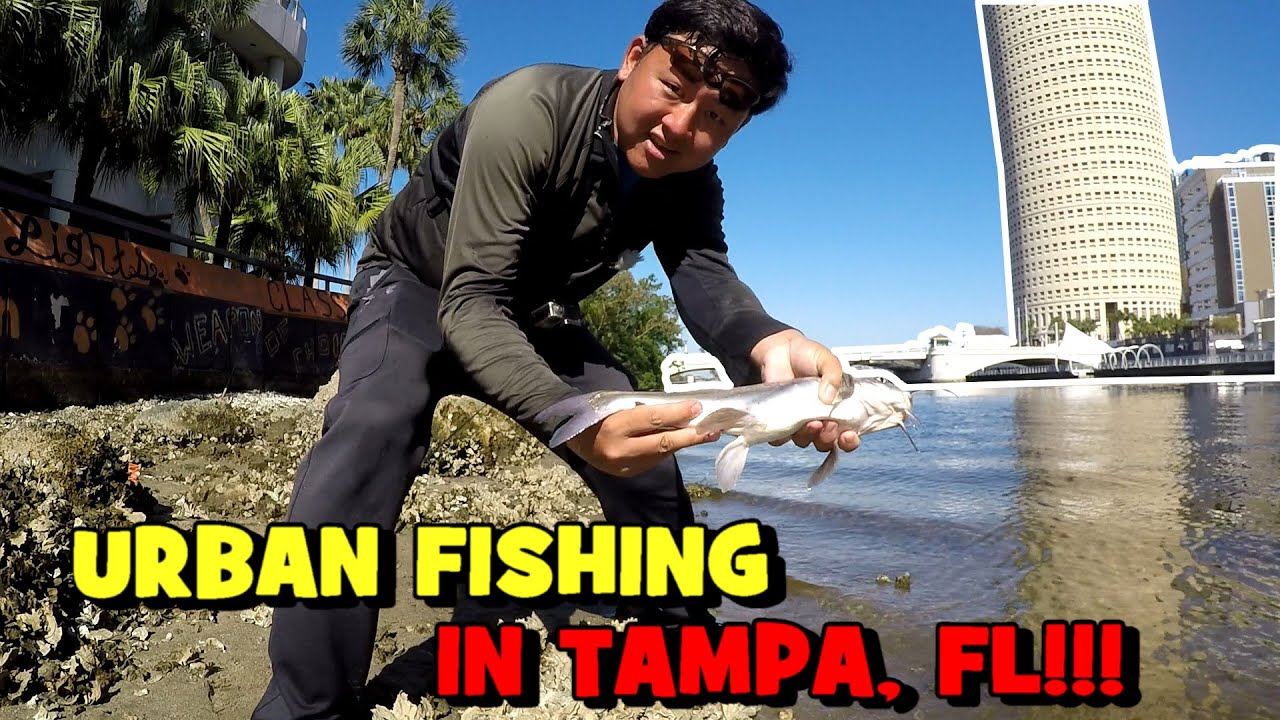 I Fished in DOWNTOWN TAMPA...!!! (And Caught A BUNCH OF FISH) - YouTube
