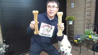 患者様から巨大骨ガムいただきました！
