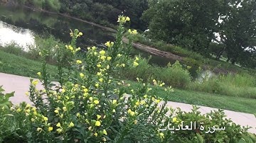 جزء عم | سورة العاديات  | سعيد الخطيب