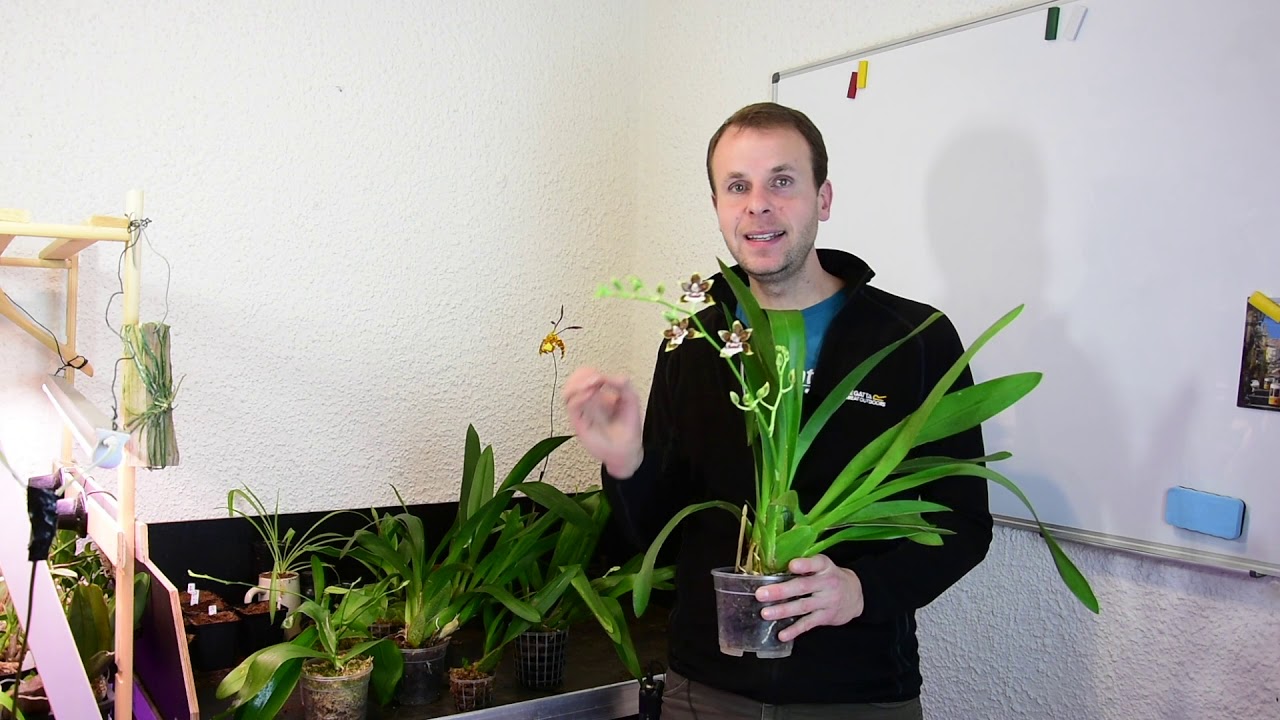 Odontoglossum-Orchideen pflegen: Licht, Temperatur und Wurzeln