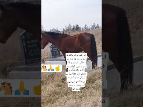 وفات دیکھنی ہے تو جانوروں سے دیکھیں Lifeisbutadream 