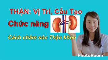 THẬN: VỊ TRÍ, CẤU TẠO VÀ CHỨC NĂNG CỦA QUẢ THẬN I Trang Bio