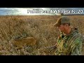 Perfect Shot On A Cruising Buck!!! - Public Land Whitetails