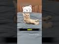 Grandma vs Owner… Pick a Side#shorts #cat #animals