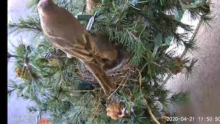 Our Birds Feeding Their Young. They Built A Nest In Our Fake Christmas Tree On Our Deck