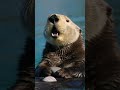 #SuSamuru# #HayvanlarAlemi #EğlenceliBilgi #BilgiVideoları #Shorts #Keşfet #hayvanlar #animals