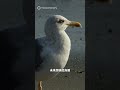 無線電操控鴿子腦！🕊️飛鴿無人機問世 #俄羅斯#俄國#Neiry#神經介面#電極#鴿子#無人機#遙控