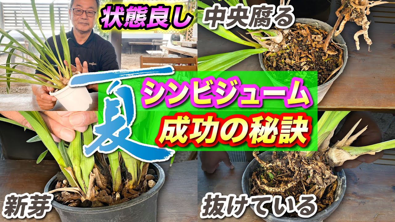 【シンビジューム】　夏季の手入れ　状態が様々な株をお見せします。ご自身の株と比較しながら是非ご覧ください！[Cymbidium] Summer care!@seedpot368  #sheathch