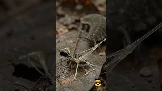 This Creature SHOOTS Sticky Slime at Its Prey! 😱🤯 #wildlife #animals