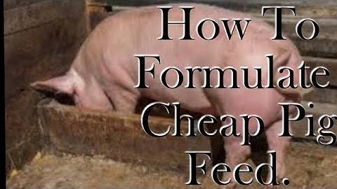 Cheap Pig Feed - Ingredients, Quantity to use / This Feed Formula Will Make Pigs Grow 5x faster