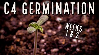 Season 3 (Weeks 1 & 2): C4 Autoflower Germination