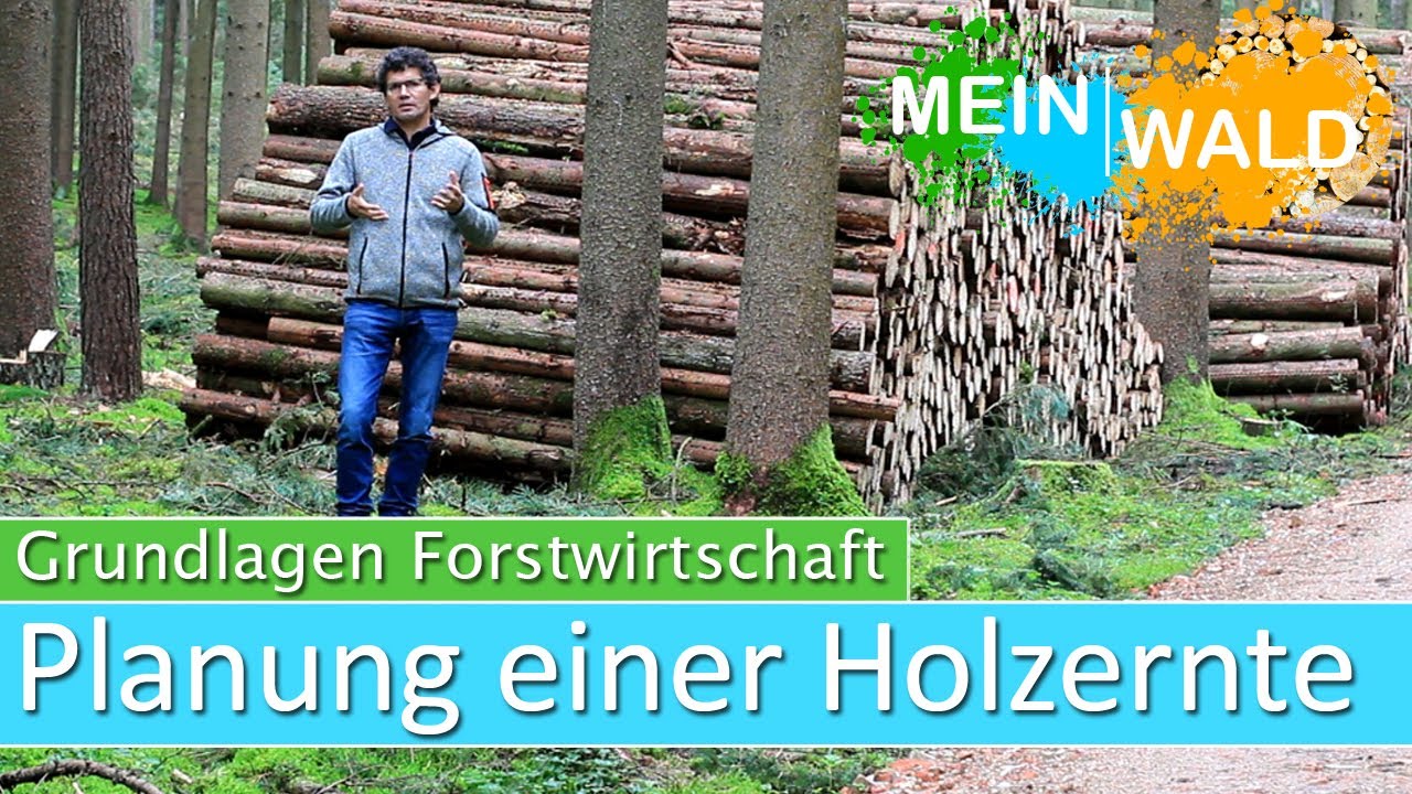 Planung einer Holzernte  - Wie geht man vor?