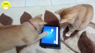 Vidéos Drôles De Chat 2015 Funniest Vidéo 2015 Animaux Drôles Compilation
