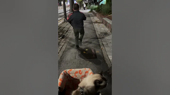 Video 11257211: cat walk cute