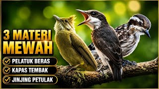 MASTERAN 3 MATERI MEWAH 🔥 Pelatuk Beras, Kapas Tembak & Jinjing Petulak | Suara Rapat