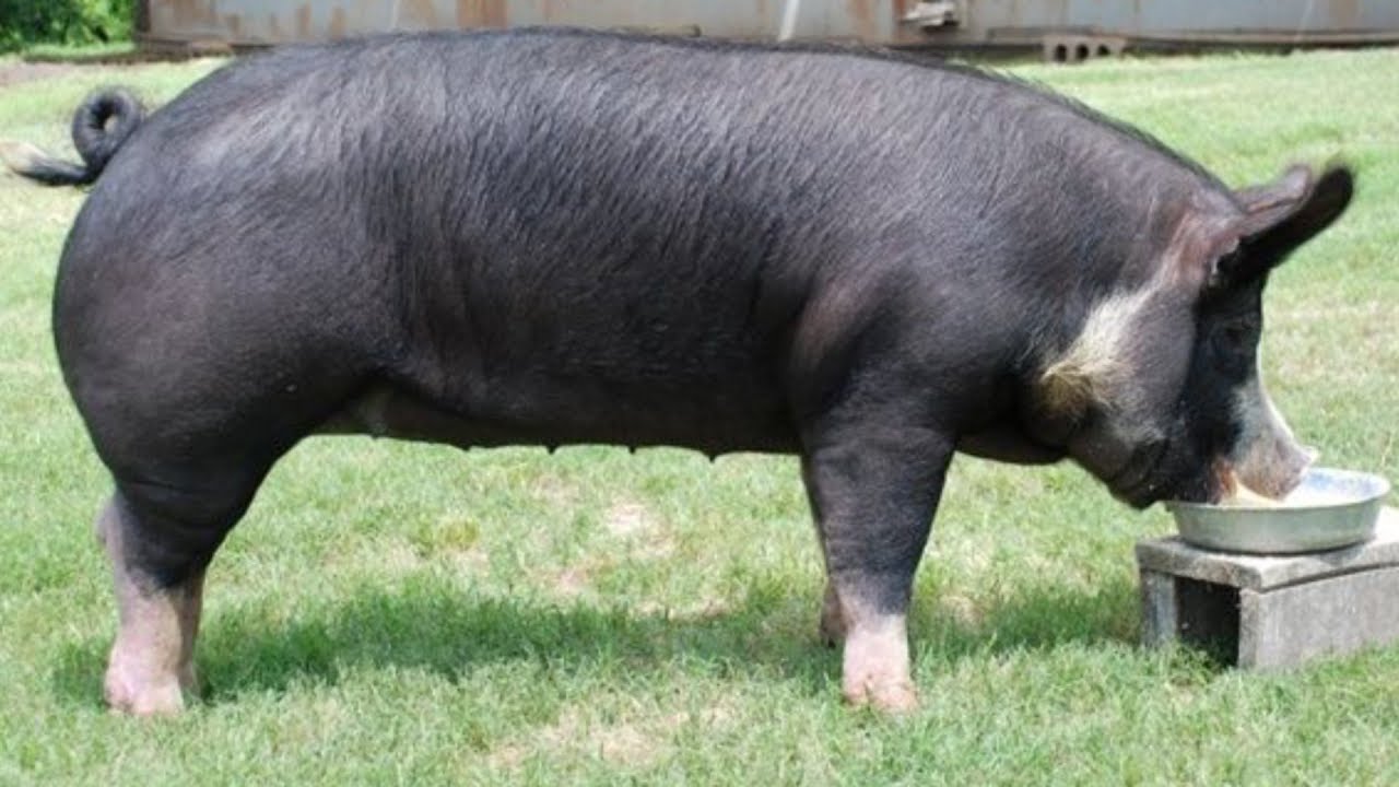 What Is The Average Weight Of A Poland China Pig?