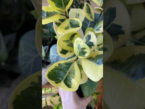 Фикус Триангулярис Коконат