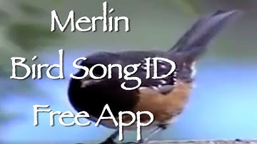 Merlin Bird Song ID Free App Identify Birds with Free App for Smart Phones