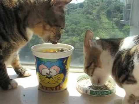 HTA.hk cats approve the GiddyKitty catnip !