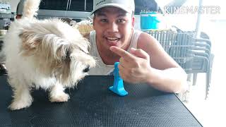 Product Review: Chew toy tooth brush for dogs by Mello Muñoz 448 views 3 years ago 8 minutes, 2 seconds
