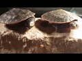 Pink Belly Side Neck Turtles