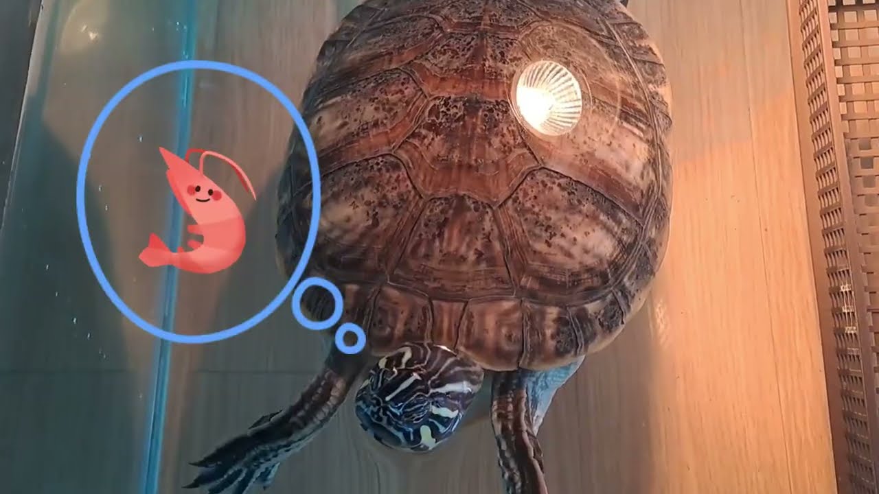 장수의 평온한 하루｜유리어항 속 힐링