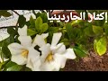 الطريقة الإحترافية لإكثار الجاردينا    