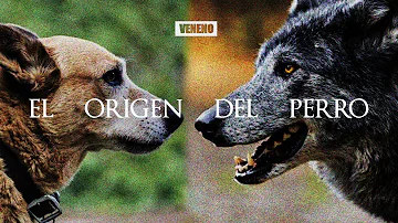 ¿Sabe un perro que es un perro?