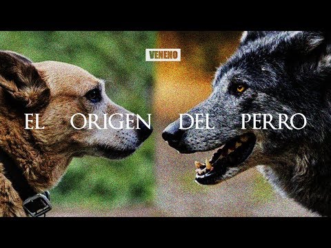 Video: La evolución del dueño del perro: ¿Para bien o para mal?