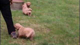 Golden Retriever Puppies For Sale