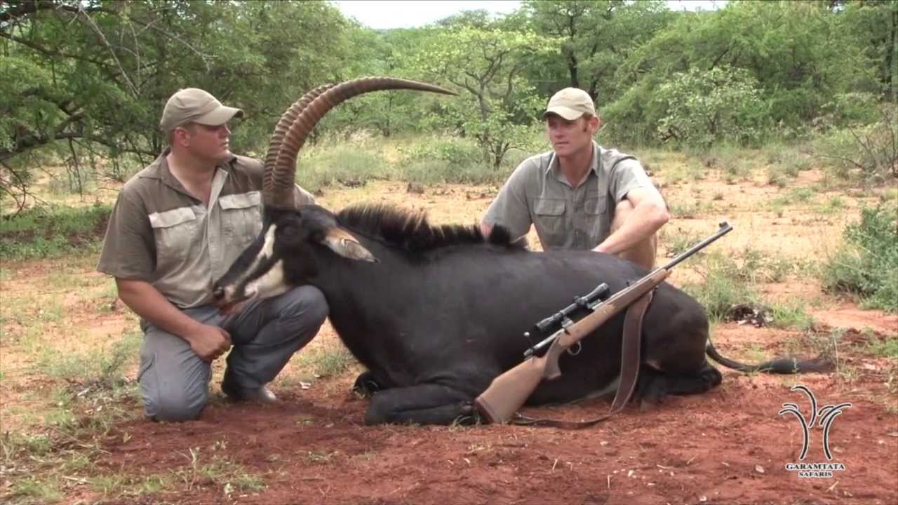 Garamtata Safaris Sable Hunt Limpopo Province South Africa 