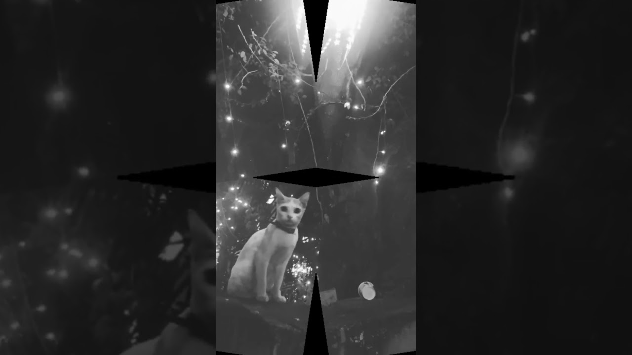 International Cat day 🐱 