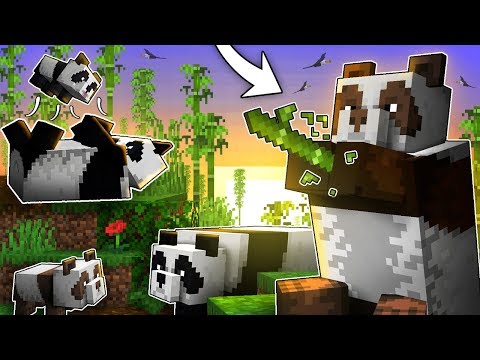 Video: Everything You Want To Know About Pandas