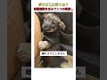 ボクどこに行くの？保護施設を去るワンコの眼差し #youtubeshorts #おすすめ #shorts