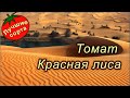 ТОМАТ КРАСНАЯ ЛИСА (Жаростойкие сорта помидор)