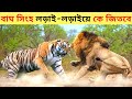 বাঘ vs সিংহ লড়াই-লড়াইয়ে কে জিতবে।।Most Wanted Fight Tiger vs Lion।। Lion vs Tiger Fight In Bangla