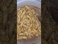 Cooking Silkworm . (Eripoka)