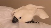 Birb Does An A A A A A A aaaaaaaaaaaaaaaa Youtube