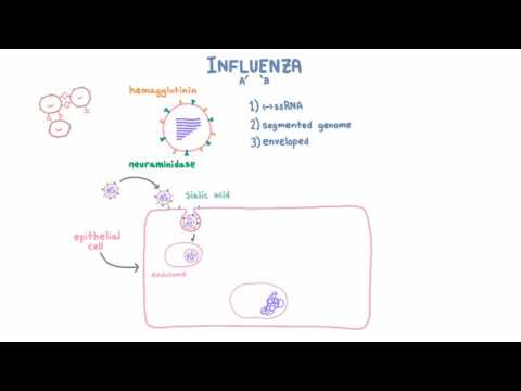 Influenza A and B Infection and Replication